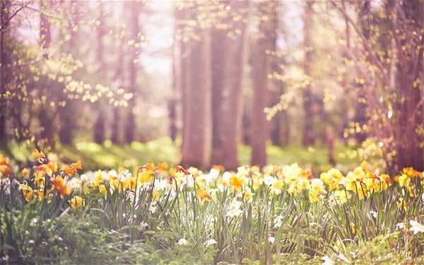 spring-daffodils_2845661b